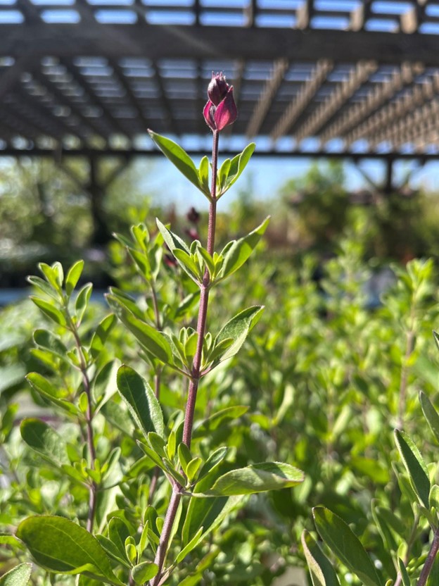 close up of furman's red sage about to bloom