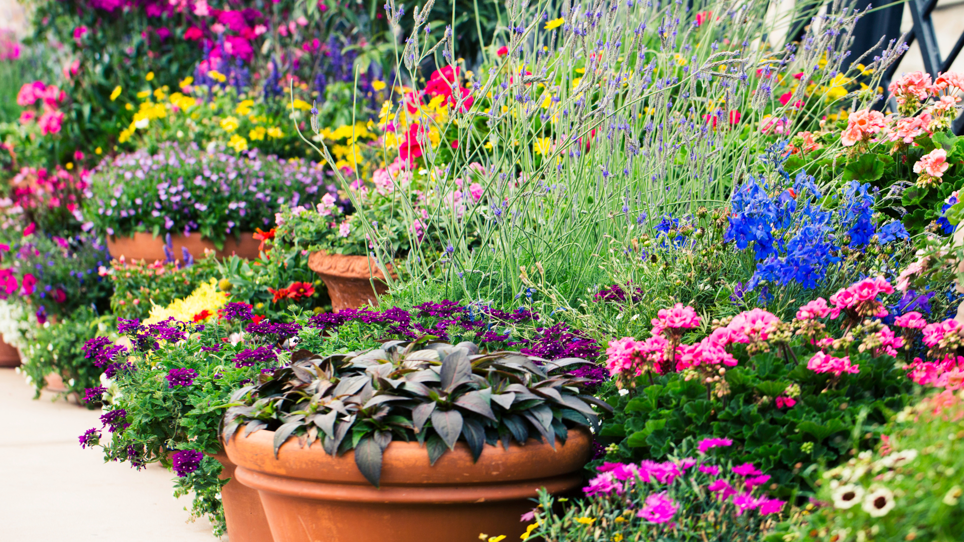 flowers are pictured in a greenhouse, learn how to grow annual plants and flowers with KSL Greenhou...