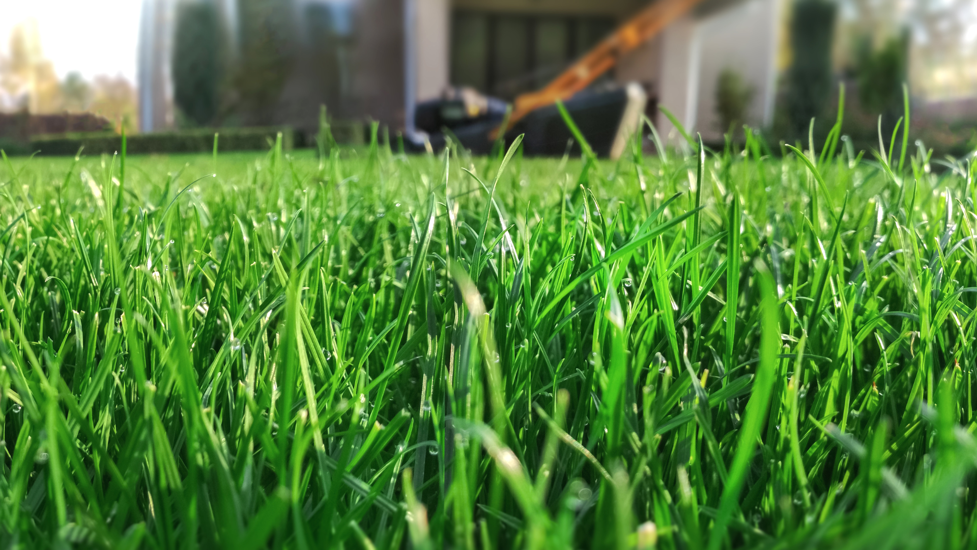 If you're reading this, chances are you've heard about the No Mow May movement that's been gaining ...
